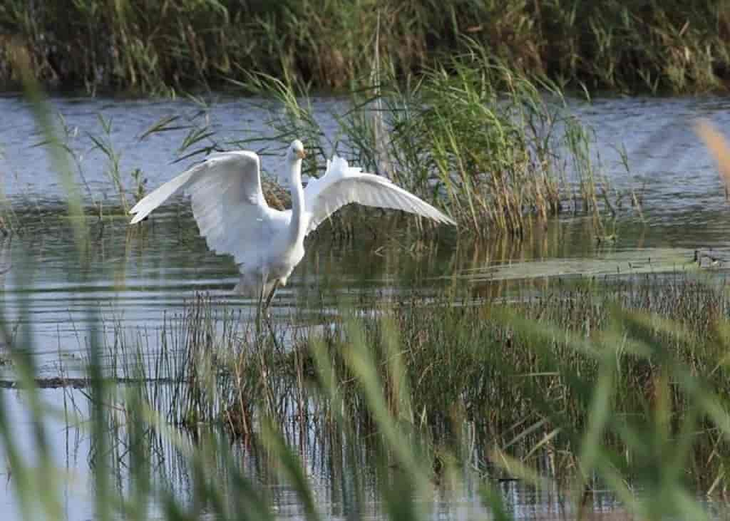 Ardea alba