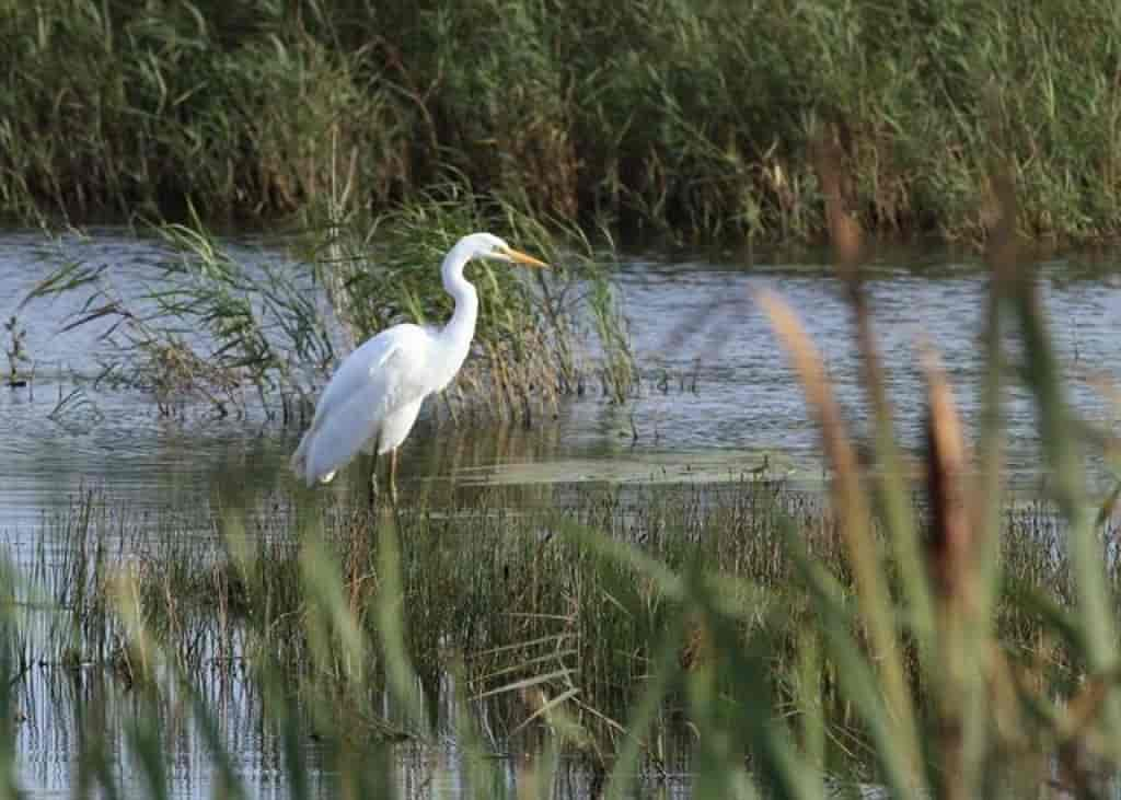 Ardea alba