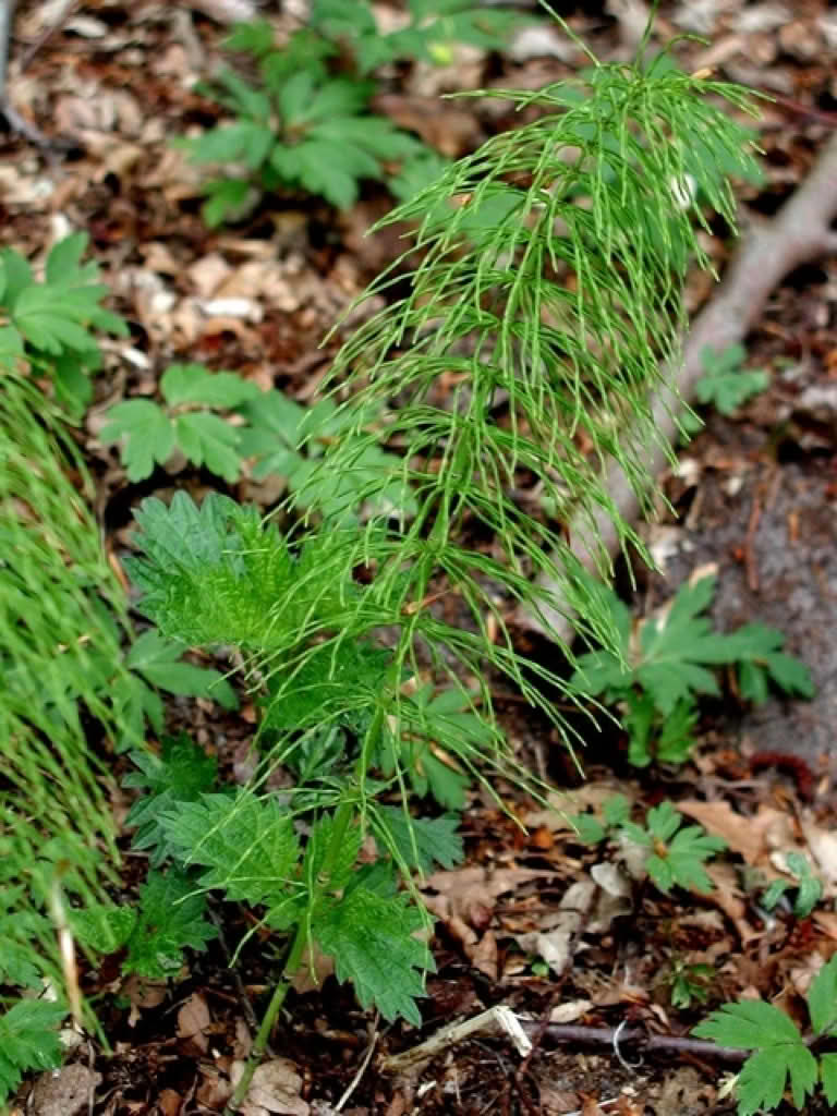 Equisetum pratense