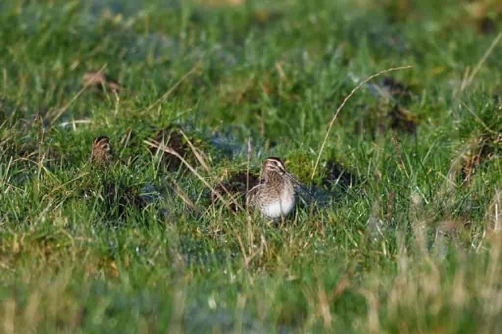 Gallinago gallinago