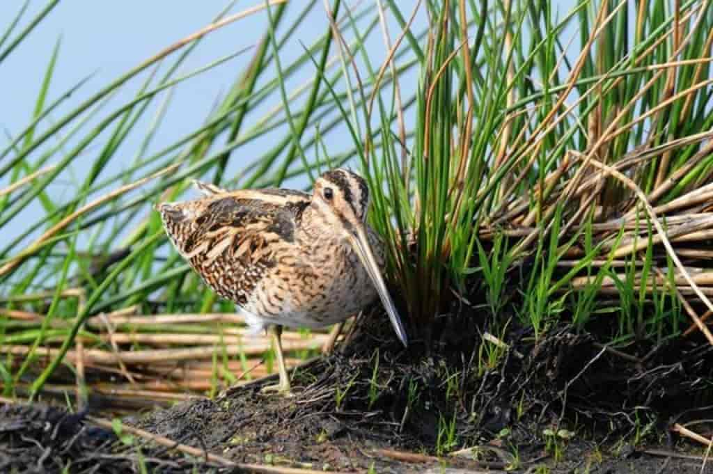 Gallinago gallinago