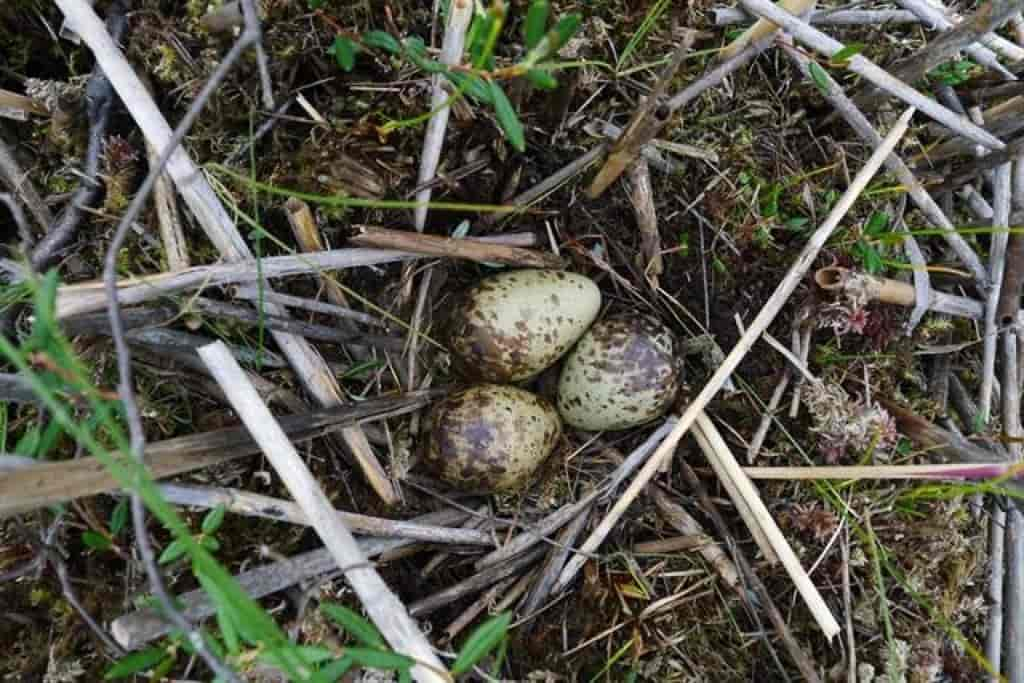 Gallinago gallinago