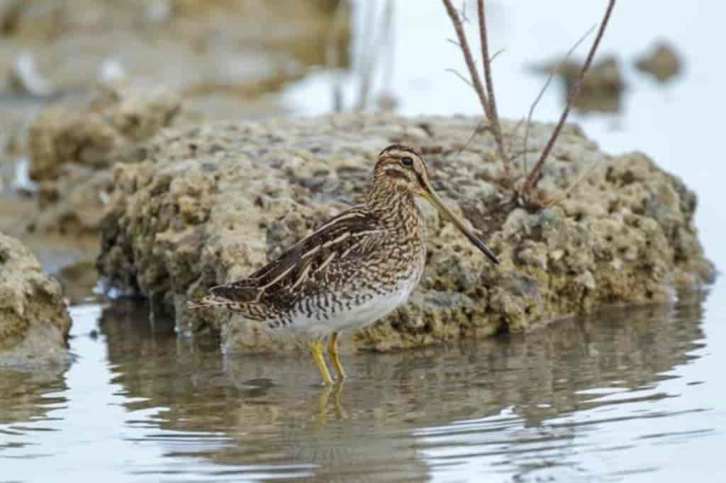 Gallinago gallinago