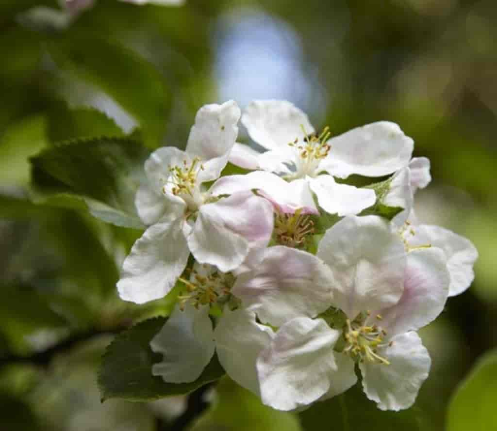 Malus domestica