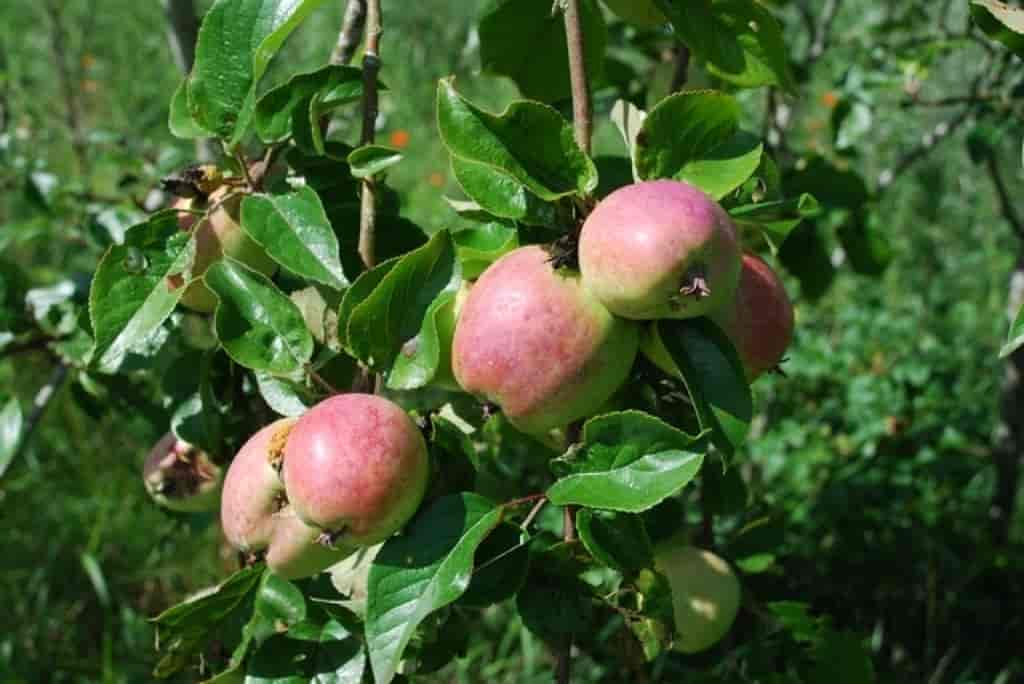 Malus sylvestris