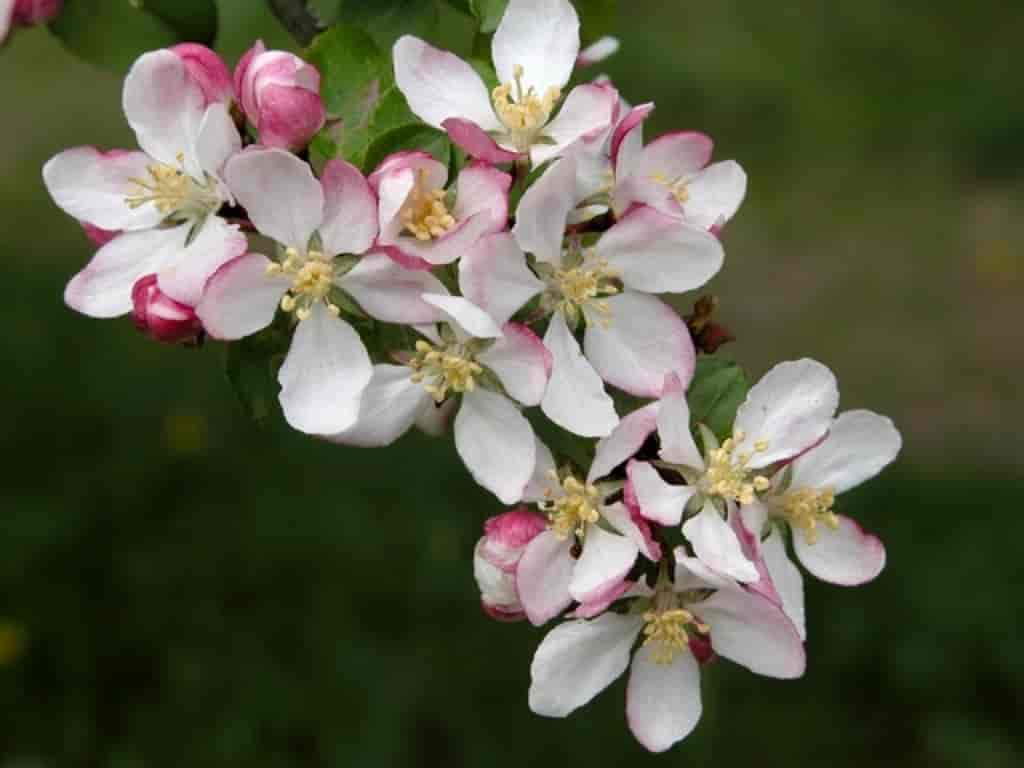 Malus sylvestris