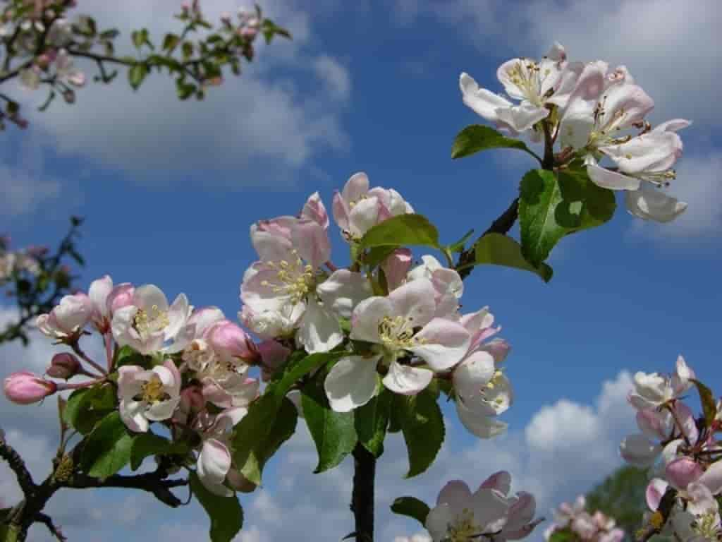 Malus sylvestris