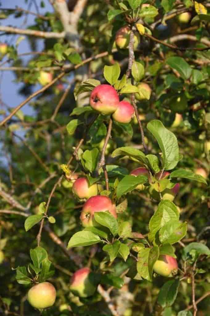 Malus domestica (Filippa)