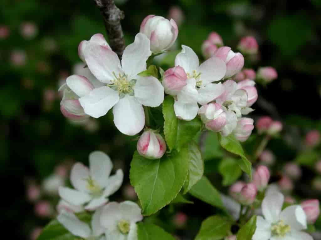 Malus sylvestris