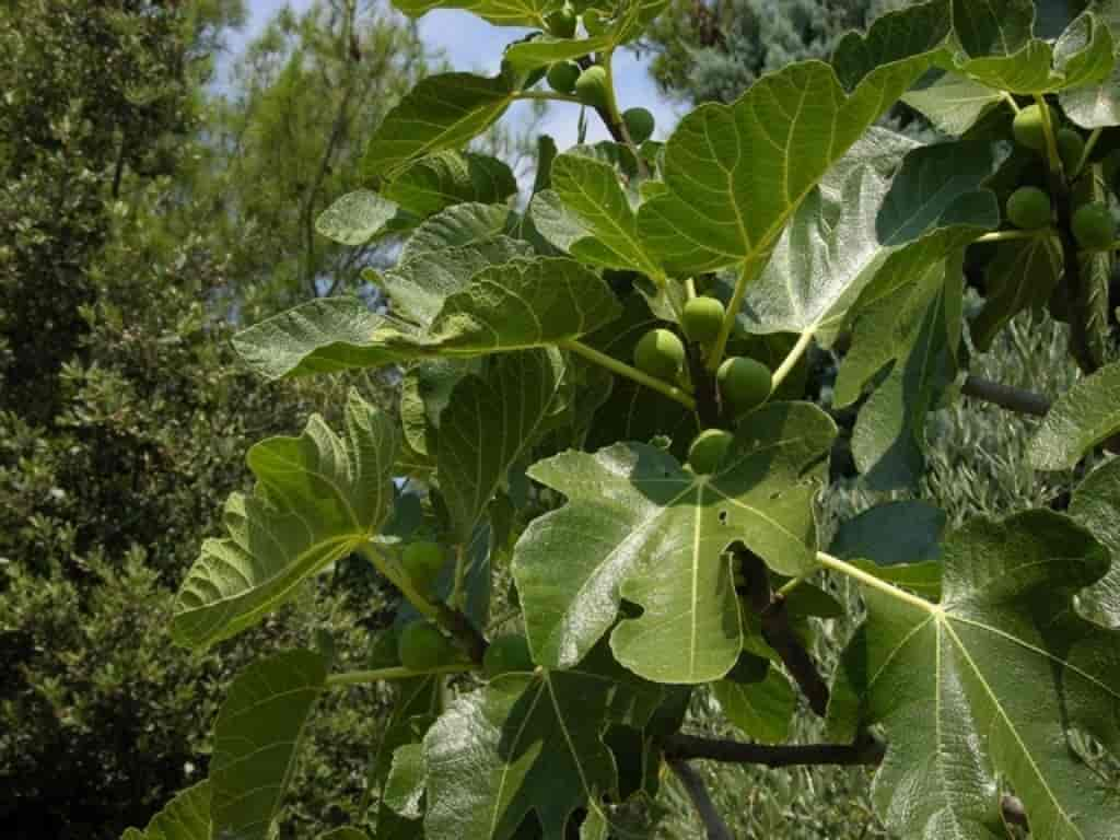 Ficus carica