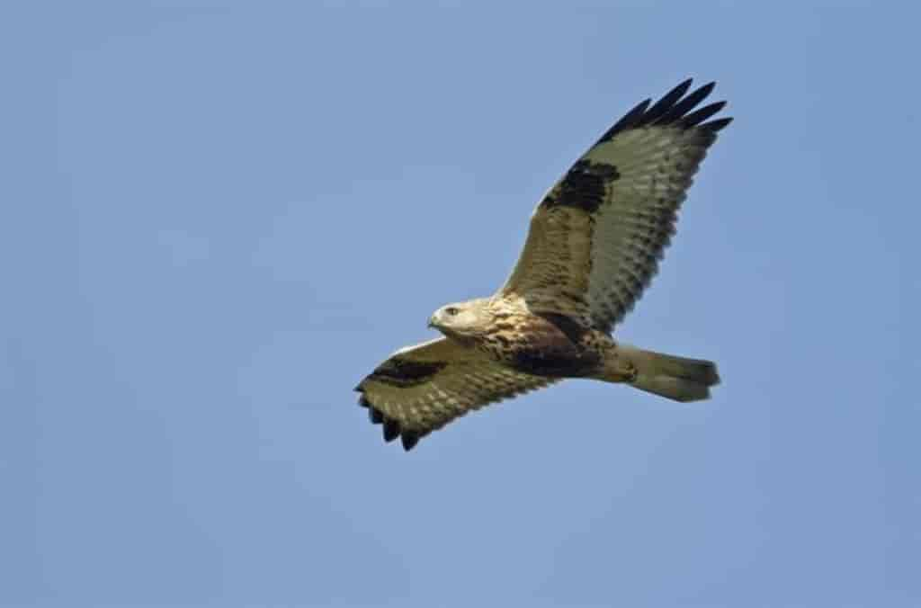 Buteo lagopus