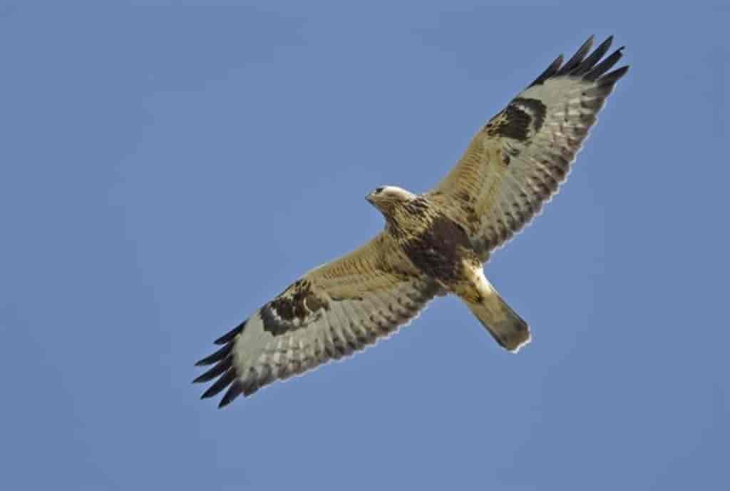 Buteo lagopus