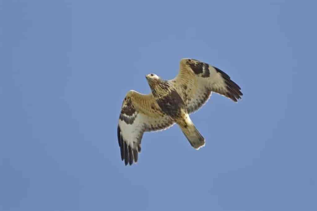 Buteo lagopus