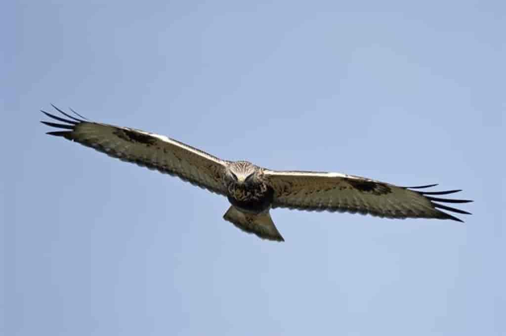 Buteo lagopus