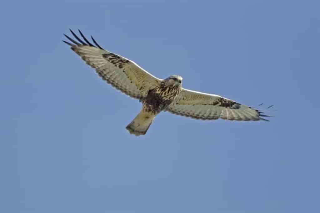 Buteo lagopus