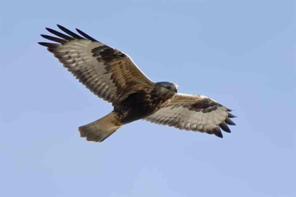 Buteo lagopus