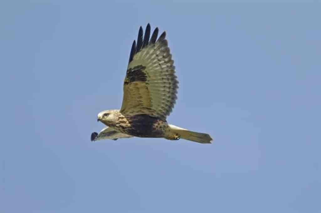 Buteo lagopus