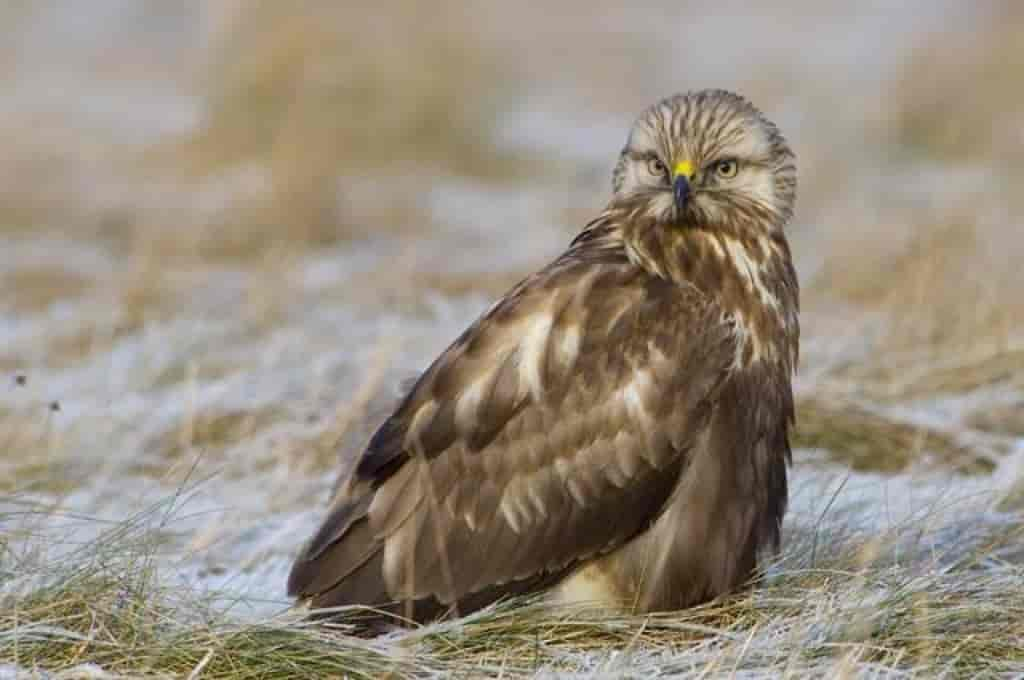 Buteo lagopus