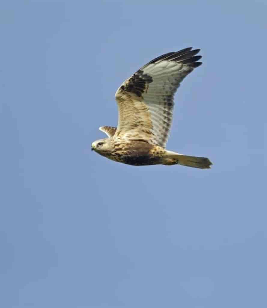 Buteo lagopus