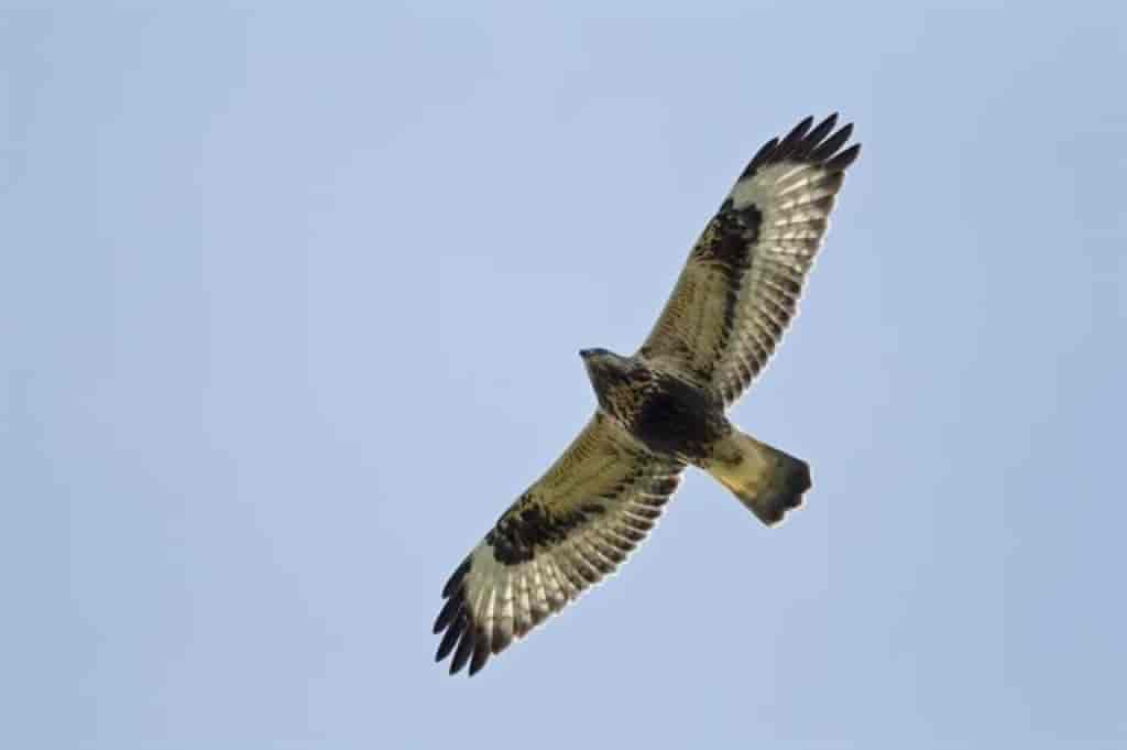 Buteo lagopus