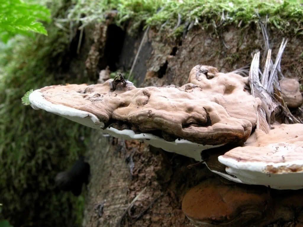 Ganoderma applanatum