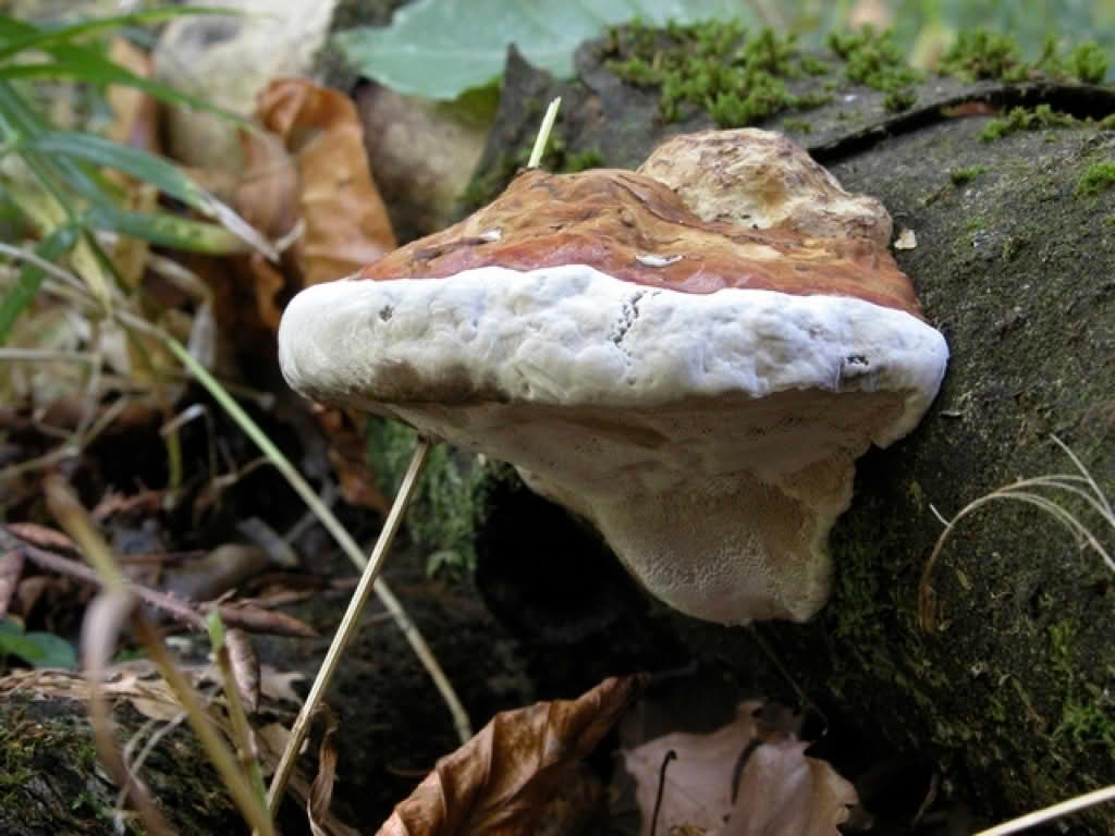 Ganoderma applanatum