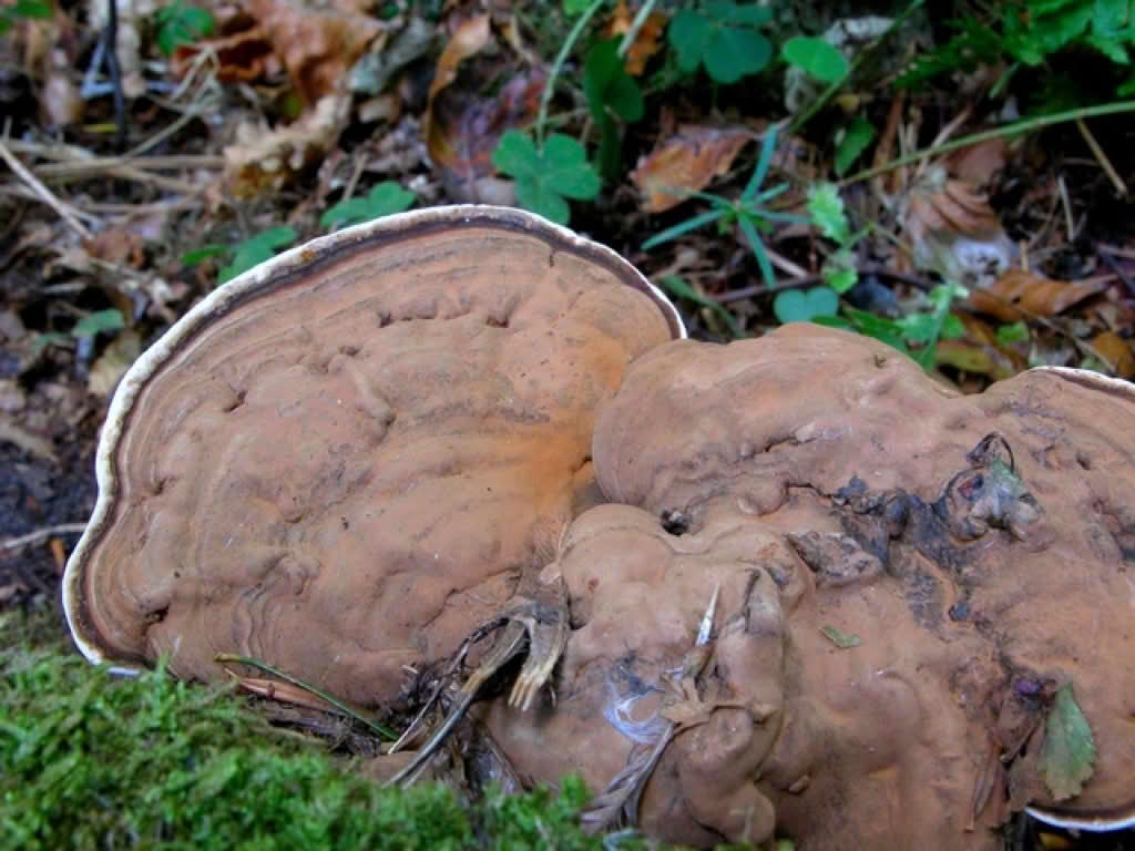 Ganoderma applanatum