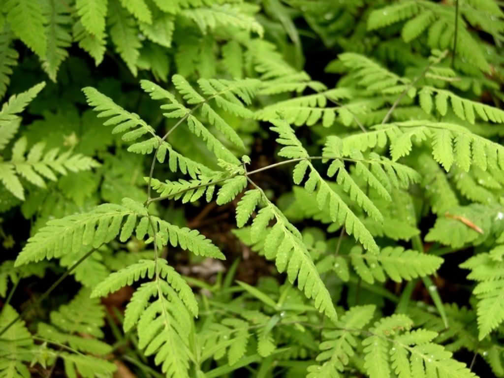 Gymnocarpium dryopteris