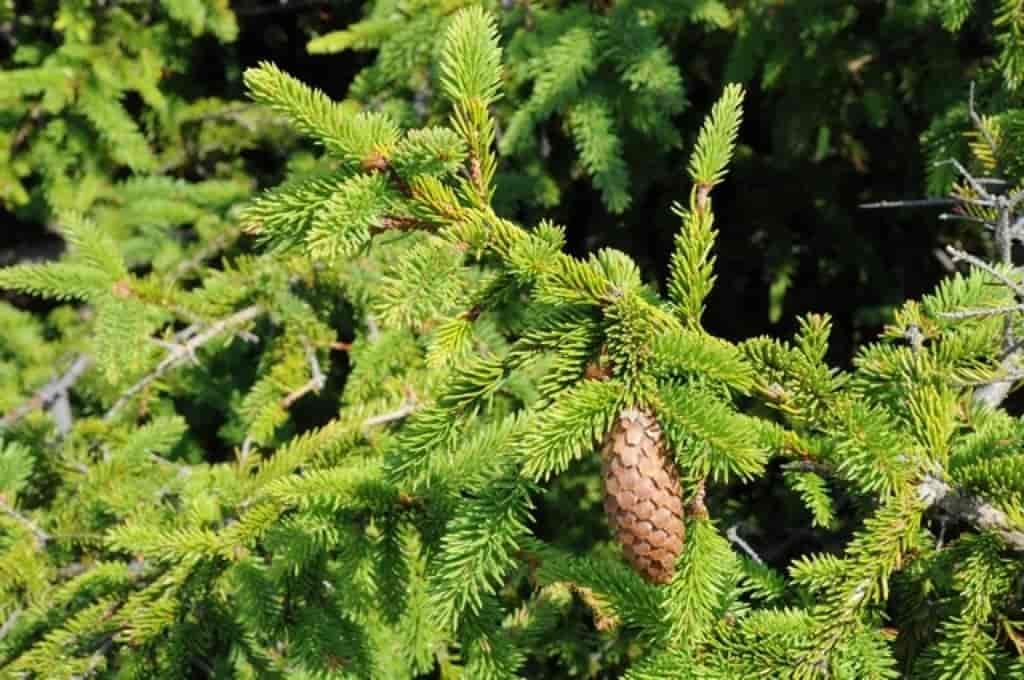 Picea abies