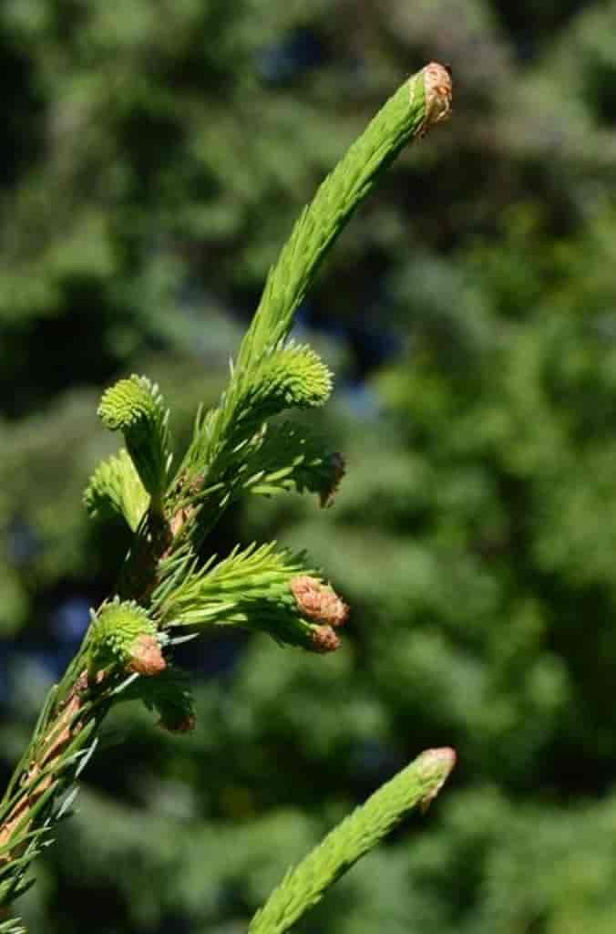 Picea abies