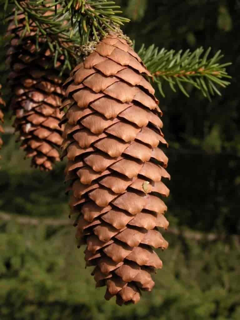 Picea abies