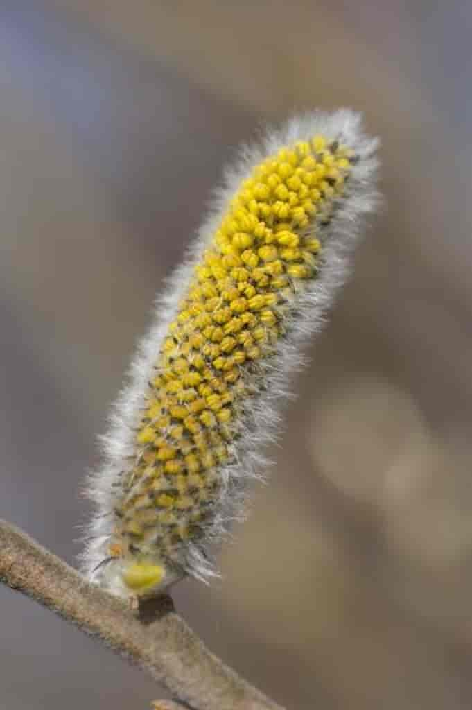 Salix cinerea