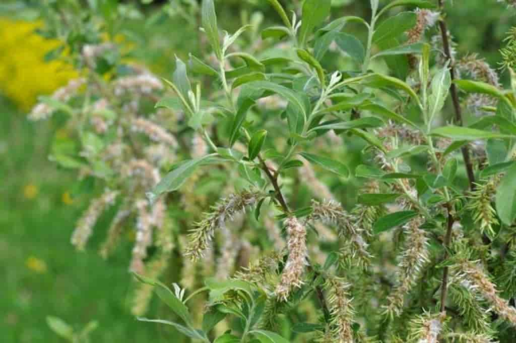 Salix cinerea