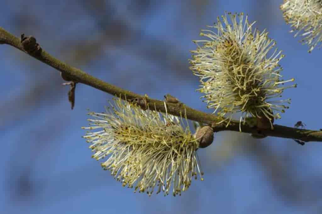 Salix cinerea