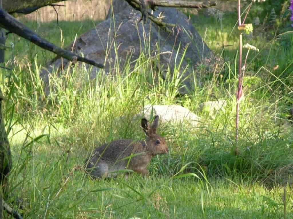 Lepus timidus