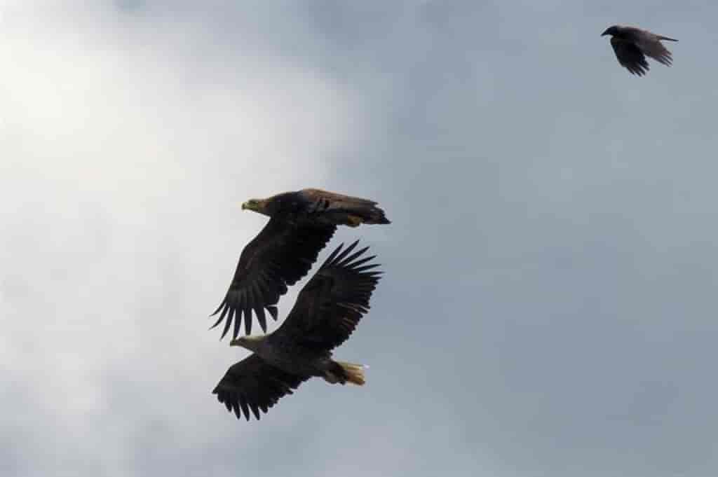 Haliaeetus albicilla