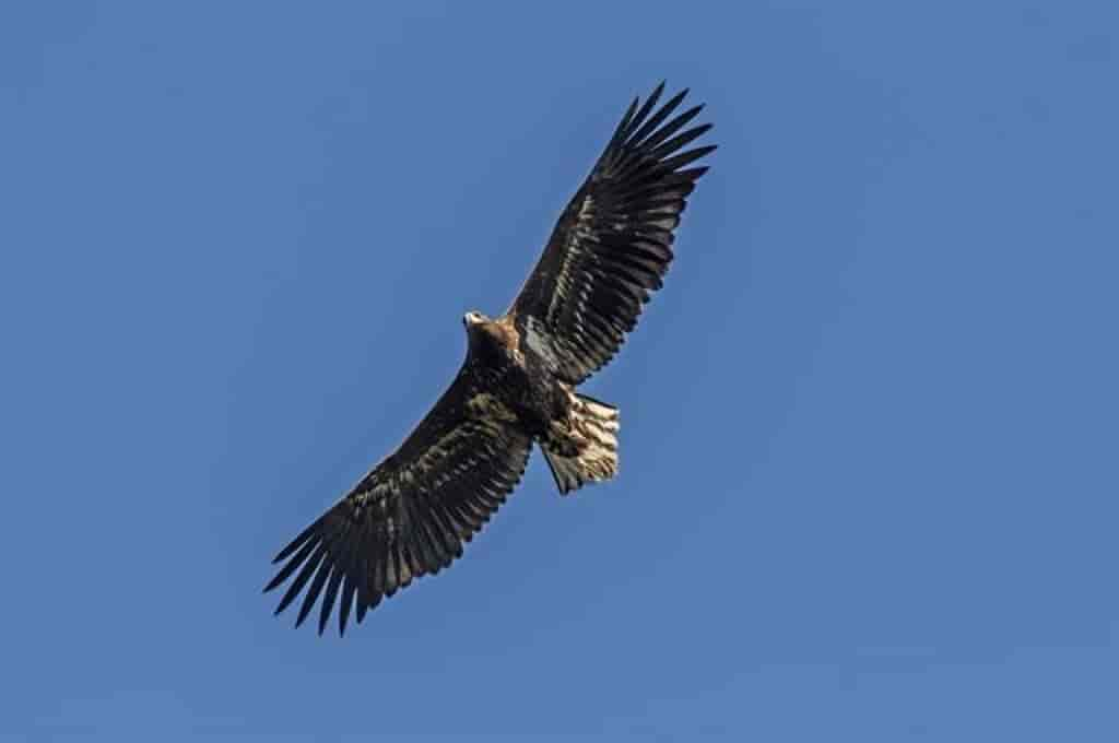 Haliaeetus albicilla