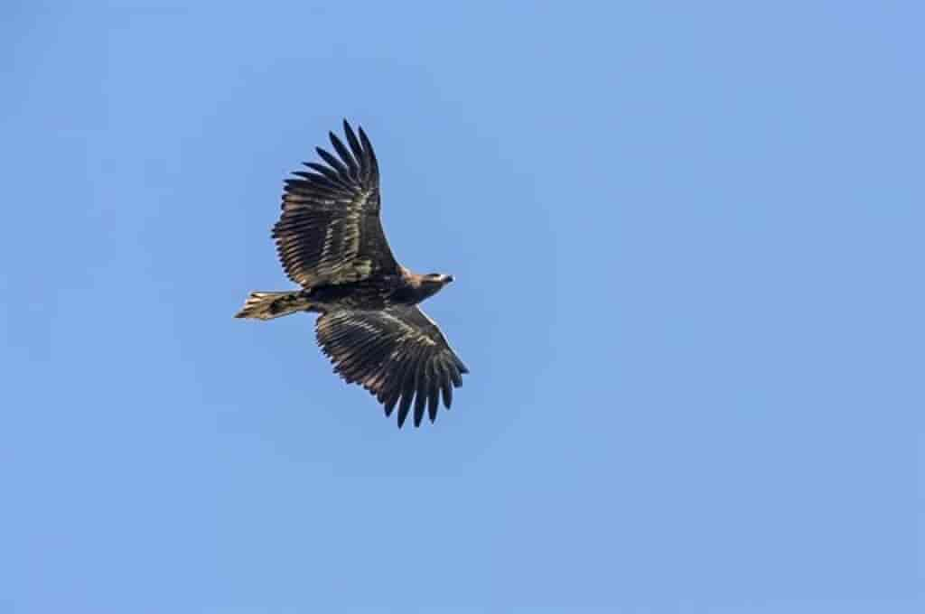 Haliaeetus albicilla