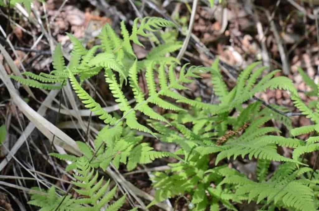 Phegopteris connectilis