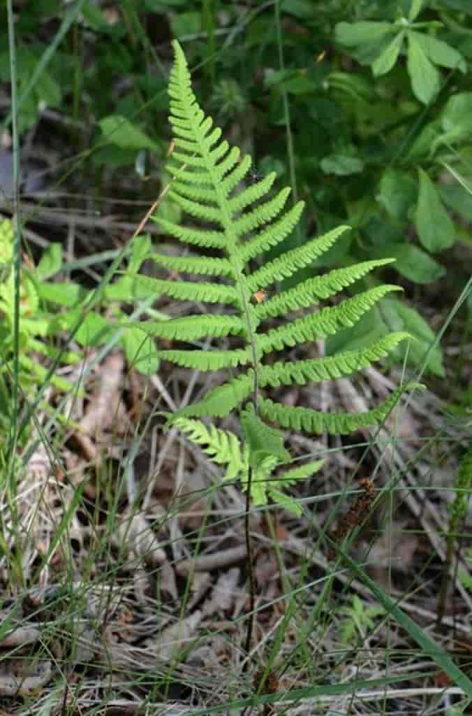 Phegopteris connectilis