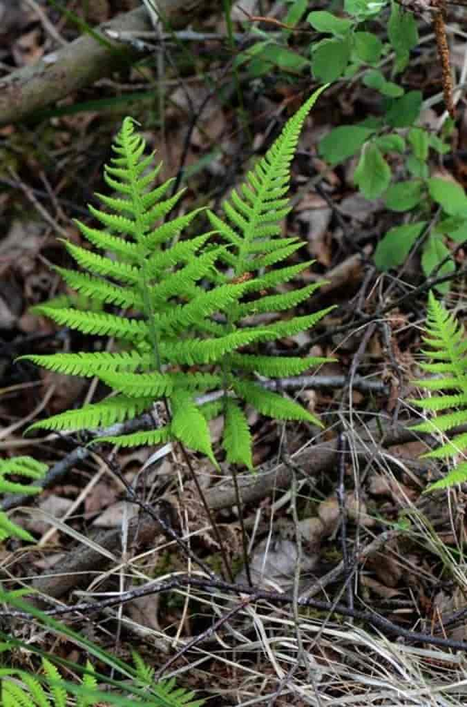 Phegopteris connectilis