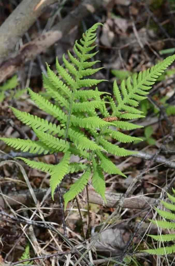 Phegopteris connectilis