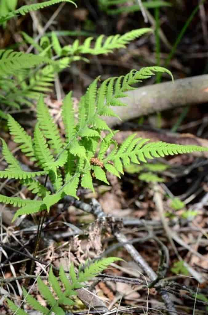 Phegopteris connectilis