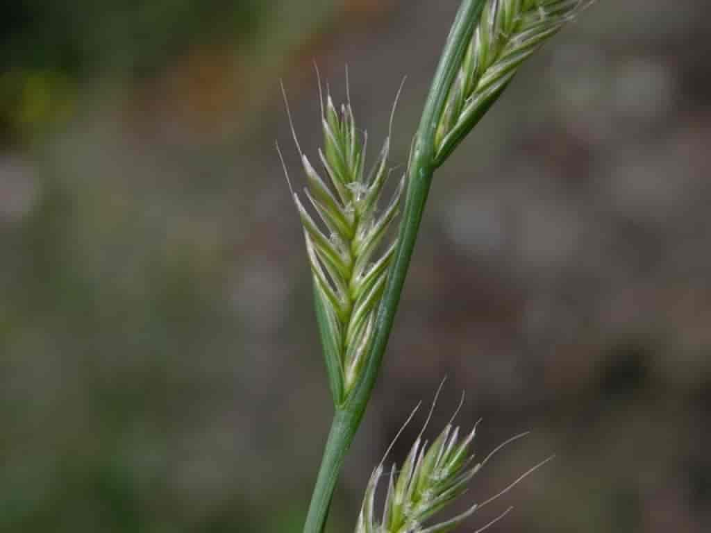 Lolium multiflorum