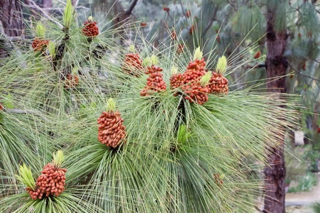 Pinus canariensis