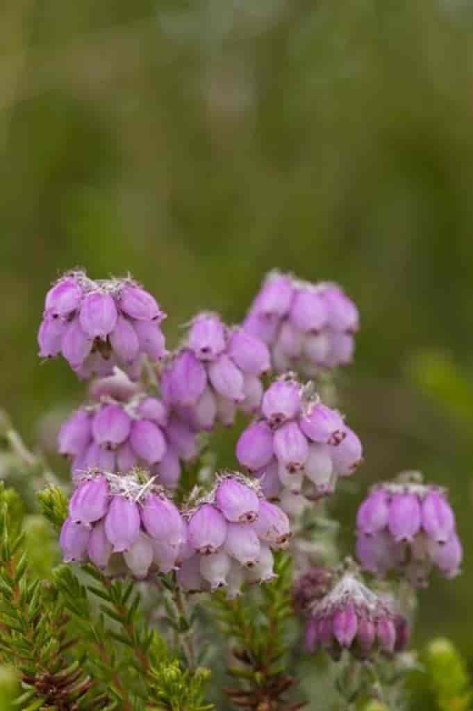 Erica tetralix