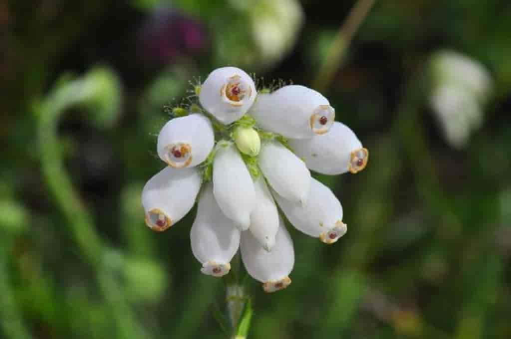 Erica tetralix