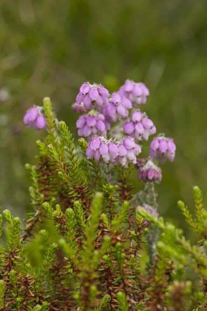 Erica tetralix