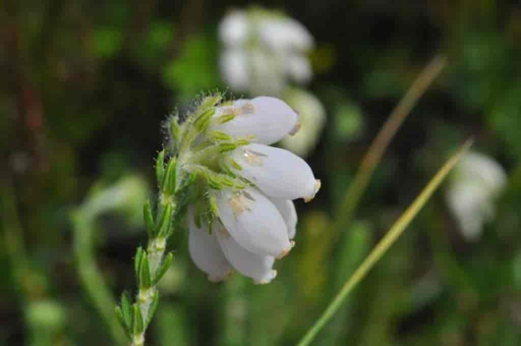 Erica tetralix