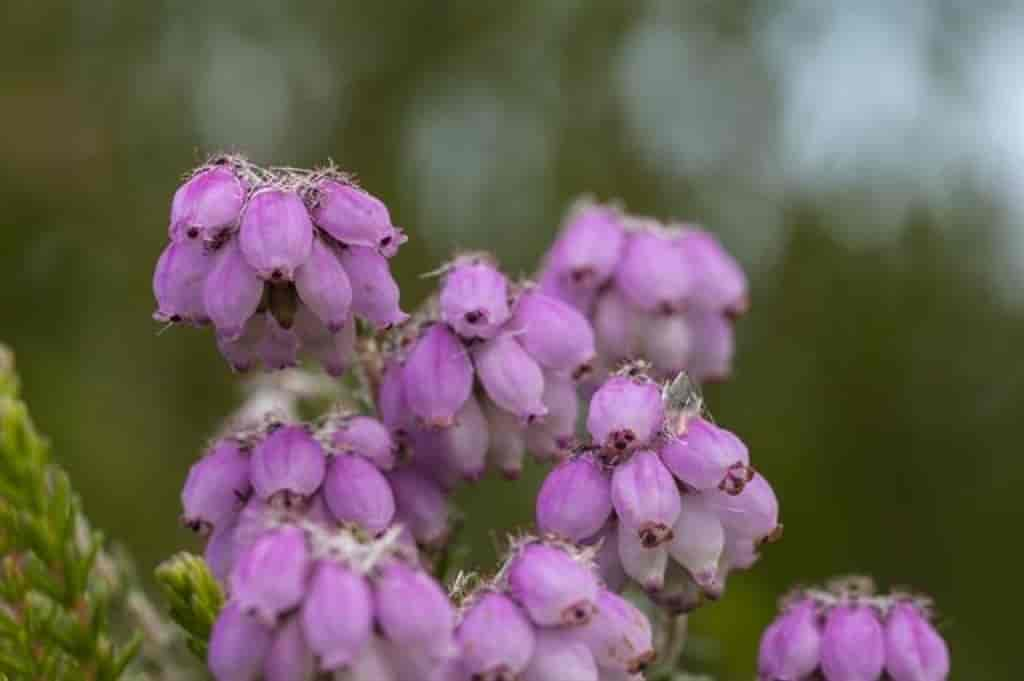 Erica tetralix